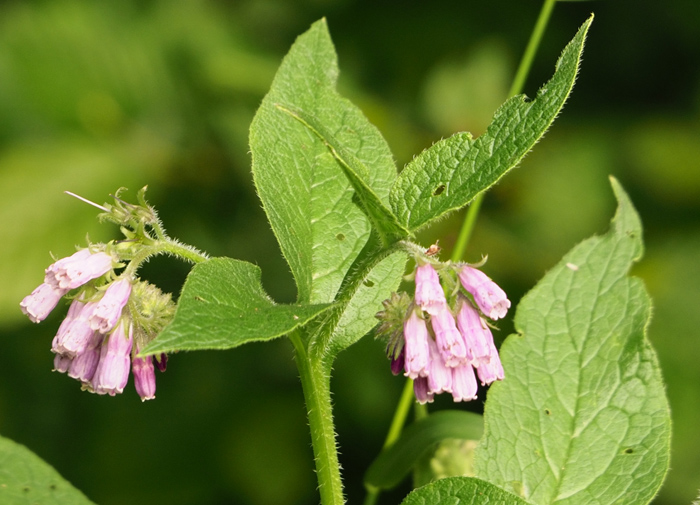 Gemeiner Beinwell, Symphytum officinale